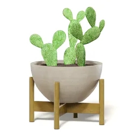 Cactusinbrownpot